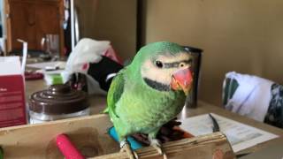 Baby Mustache Parakeet Noises [upl. by Selry]