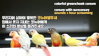 코뉴어앵무새소리 1시간 real conure sounds sunconure sounds [upl. by Ayle]