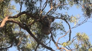 Wild Koalas Mating  Raymond Island [upl. by Enelkcaj]