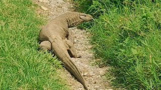 Monitor Lizards varanus bengalensis🦎🦎😍 [upl. by Winona265]