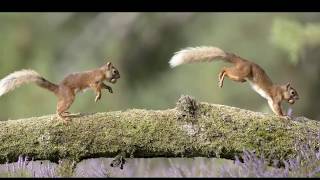 Squirrel Chirping and Barking sounds [upl. by Nylac759]