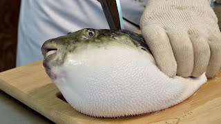 Amazing Process of Removing Blowfish Poison and Making Sashimi Korean Pufferfish Masterchef [upl. by Ainav]