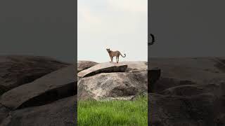 Hunting or being hunted A male cheetah surveying the land for any potential danger AsiliaAfrica [upl. by Benenson]