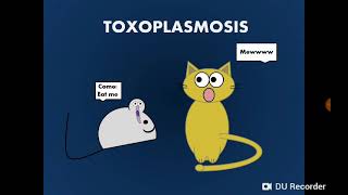 Toxoplasma gondii داء المقوسات داء القطط  التوكسوبلازما [upl. by Assirhc583]