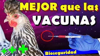 Vacunas para GaLLINAS ponedoras criollas y Pollitos🐥 Bioseguridad en gallineros caseros 🐓 [upl. by Tupler]