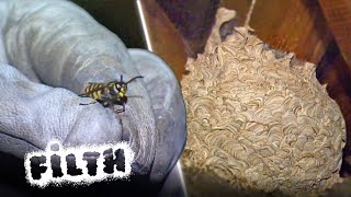 How to Safely Destroy a Giant Wasp Nest [upl. by Yezdnil662]