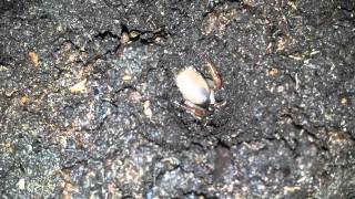 Part 1 of 2 Trapdoor spider building new home [upl. by Musser]