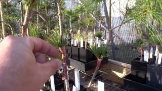 Grafting Conifers Results 2014 [upl. by Nanis2]