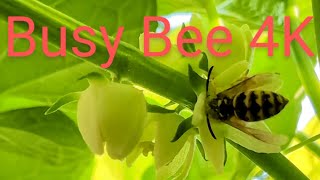 Bee Frenzy 4K Pollination in Action on Chayote Flowers in 4K [upl. by Akkinahs]