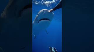 the nictitating membrane is protecting their eye savesharks tigershark ocean sharkdiver sharks [upl. by Jana521]