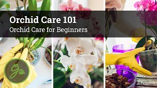 Orchid Care 101  Orchid Care for Beginners [upl. by Eimia]