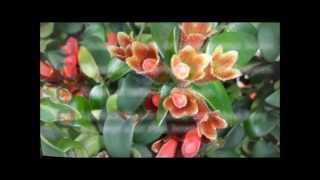 Houseplant Hints  Lipstick Plant Aeschynanthus radicans [upl. by Bathesda]