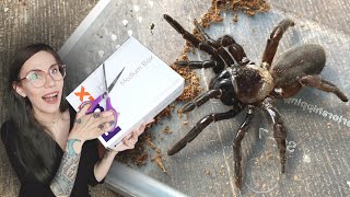 UNBOXING the ANGRIEST Trapdoor Spider Ive ever met [upl. by Ahsuatal327]