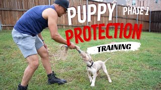 Phase 1 Puppy Protection Training 101 [upl. by Fawne]