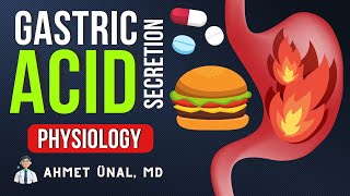 🍔 GASTRIC ACID SECRETION  PHYSIOLOGY amp MECHANISM amp ANIMATION  PPI  H2 RECEPTOR [upl. by Penrose623]