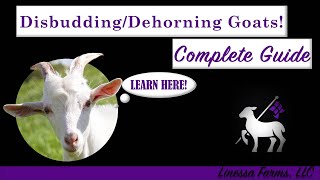 How to Disbud and Dehorn Goats Easy Complete and Comprehensive Guide [upl. by Tsenre]