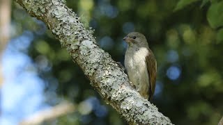 Lesser Honeyguide calling from its favoured songpost [upl. by Derrej]