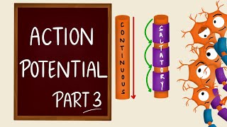 Conduction of nerve impulse  Action Potential Propagation  Saltatory Conduction  Nerve Physiology [upl. by Radley]