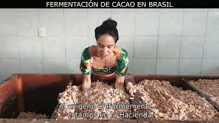 Cajas de Fermentación de Cacao de la Hacienda Riachuelo [upl. by Susan89]