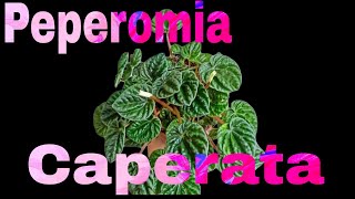 Peperomia Caperata  Basic care amp guide of Peperomia Caperata [upl. by Grantland]