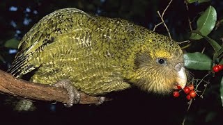 Kakapo The Unique Flightless Parrot of New Zealand [upl. by Oesile]