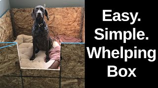 How To Build A QUICK EASY DIY Whelping Box For Your Dog  German Shorthair Pointer Expecting Puppies [upl. by Kalila]