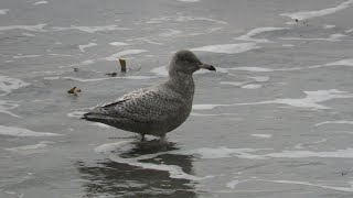 Glaucous Gull on Rathlin Island [upl. by Ydnik661]