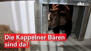 Aufwendiger Tiertransport Die Kappelner Bären sind da [upl. by Hogue]