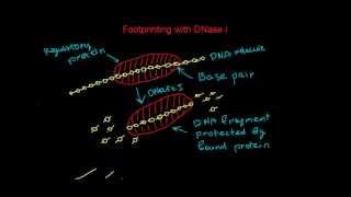 Footprinting with Dnase I that detects DNAprotein interaction [upl. by Zachar]