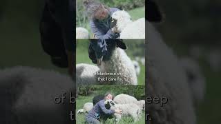 Small frugal and cuddly – Valais blacknose sheep [upl. by Iur]