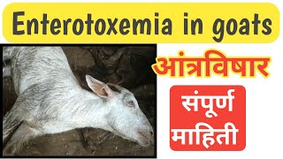 Enterotoxemia in goats  E T  आंत्रविषार  शेळ्यांमध्ये होणारा घातक आजार  संपूर्ण माहिती [upl. by Juliann]