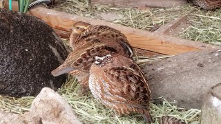 Bobwhite Quail 🐥 [upl. by Gad]