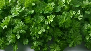 Growing Parsley 101 From Seed to Harvest  Essential Tips for a Thriving Herb Garden [upl. by Rebmyk33]