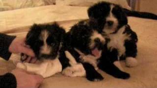 Tibetan Terrier Puppies Older First Step Out of Doors [upl. by Bertsche]