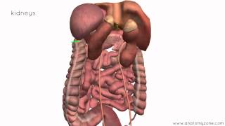 Peritoneal Cavity  Part 4  Intraperitoneal and Retroperitoneal Organs  Anatomy Tutorial [upl. by Revlys874]