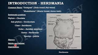 Life History of Herdmania 1 [upl. by Bala]