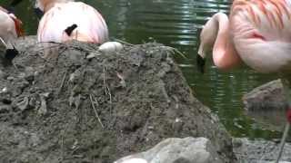 Flamingo Egg Hatching Denver Zoo [upl. by Hamlani]