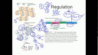 X inactivation mechanism [upl. by Ahsienod]