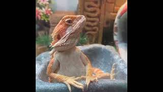 Bearded dragons Funny moments [upl. by Gustaf]