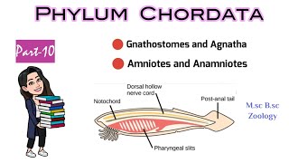 Part10 What are Gnathostomes amp AgnathaDifference between Anamniotes and AmniotesMSc BSc Zoology [upl. by Arrehs]