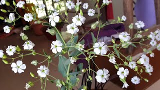 Bouquet Flower  Gypsophila Plant Care  How to Grow and Care Gypsophila Plant [upl. by Eltsyrk]