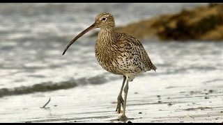 Birds of Ireland The Curlew amp its haunting song [upl. by Delgado]