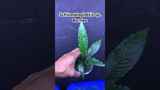 Schismatoglottis sp Borneo ホマロメナ nature homalomena houseplants plants indoorplants garden [upl. by Belanger]