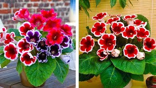 How to Plant Gloxinia Summer Garden Guide [upl. by Iverson991]