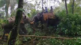 Capturing wild Elephant by Arjuna  The Mysore Dasara Golden Howdah Elephant [upl. by Liban109]