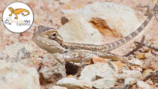 How Much to Feed Baby Bearded Dragons [upl. by Favin]