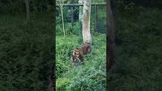 tiger London zoo wildlife cat feline music nature sherkhan mowgli mufasa lionking movie [upl. by Ahc]