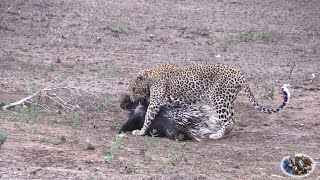 Porcupine vs Leopard Porcupine Hits Back With Quills [upl. by Notsek]