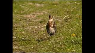 Björktrast  Turdus pilaris  Fieldfare  ljudsound [upl. by Itsym]