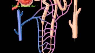 Urine Formation [upl. by Ericka821]